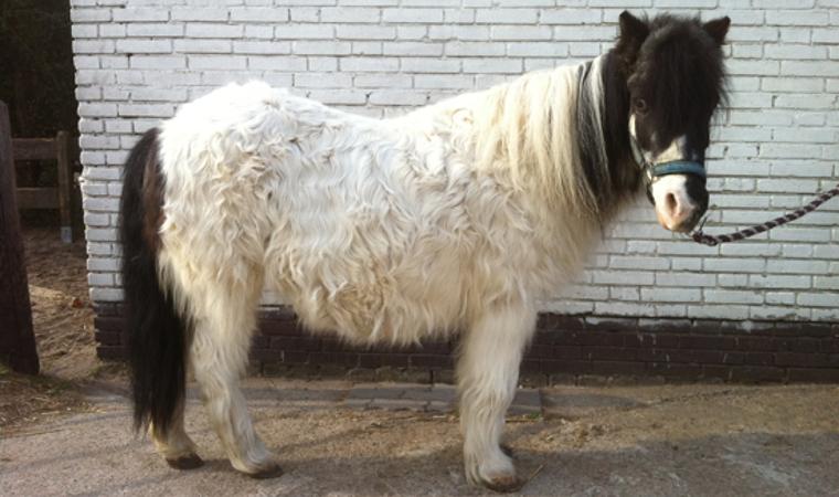 Horse at early stage of treatment for PPID